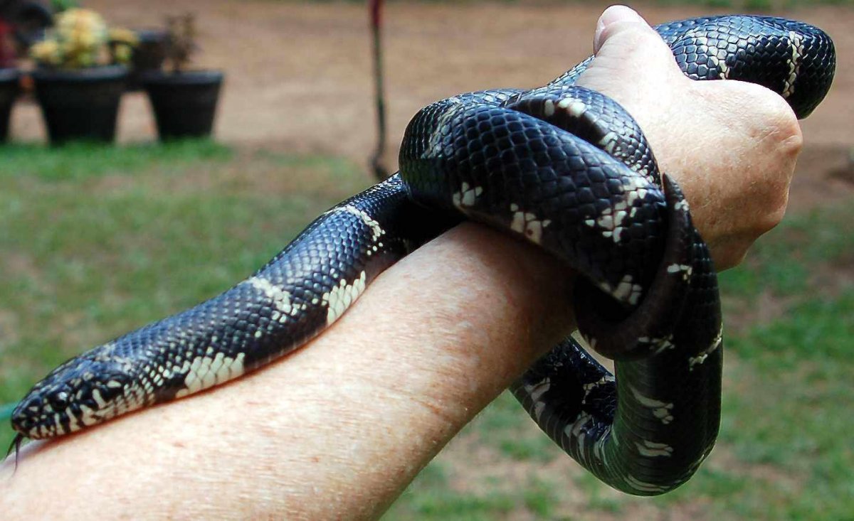 Королевская змея великолепная (Lampropeltis getula splendida)