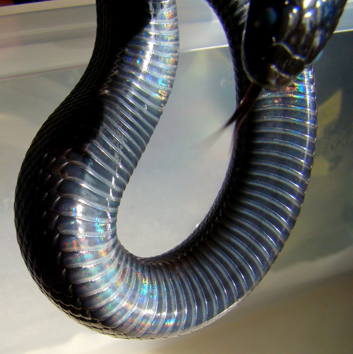 Королевская змея нигрита