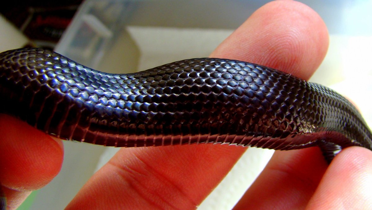 Мексиканская Королевская черная змея нигрита