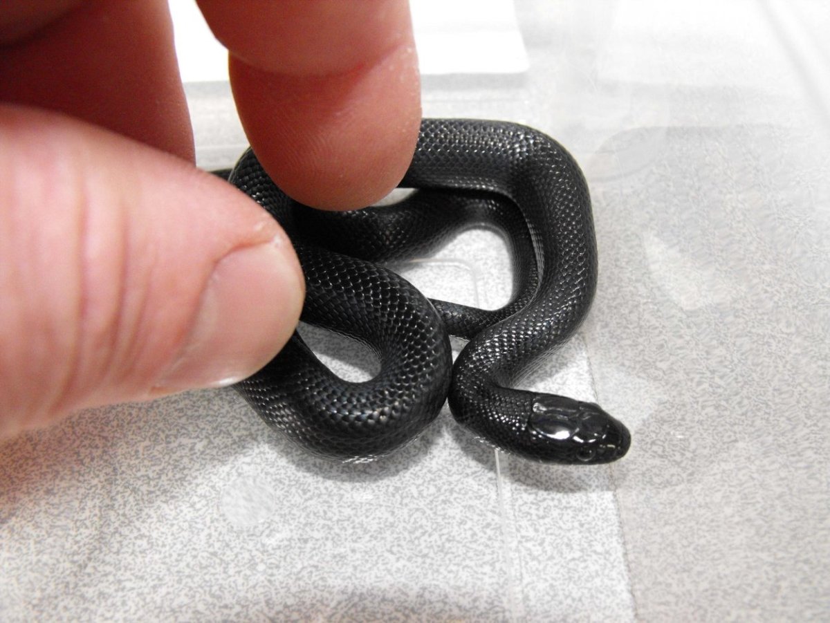 Королевская змея нигрита