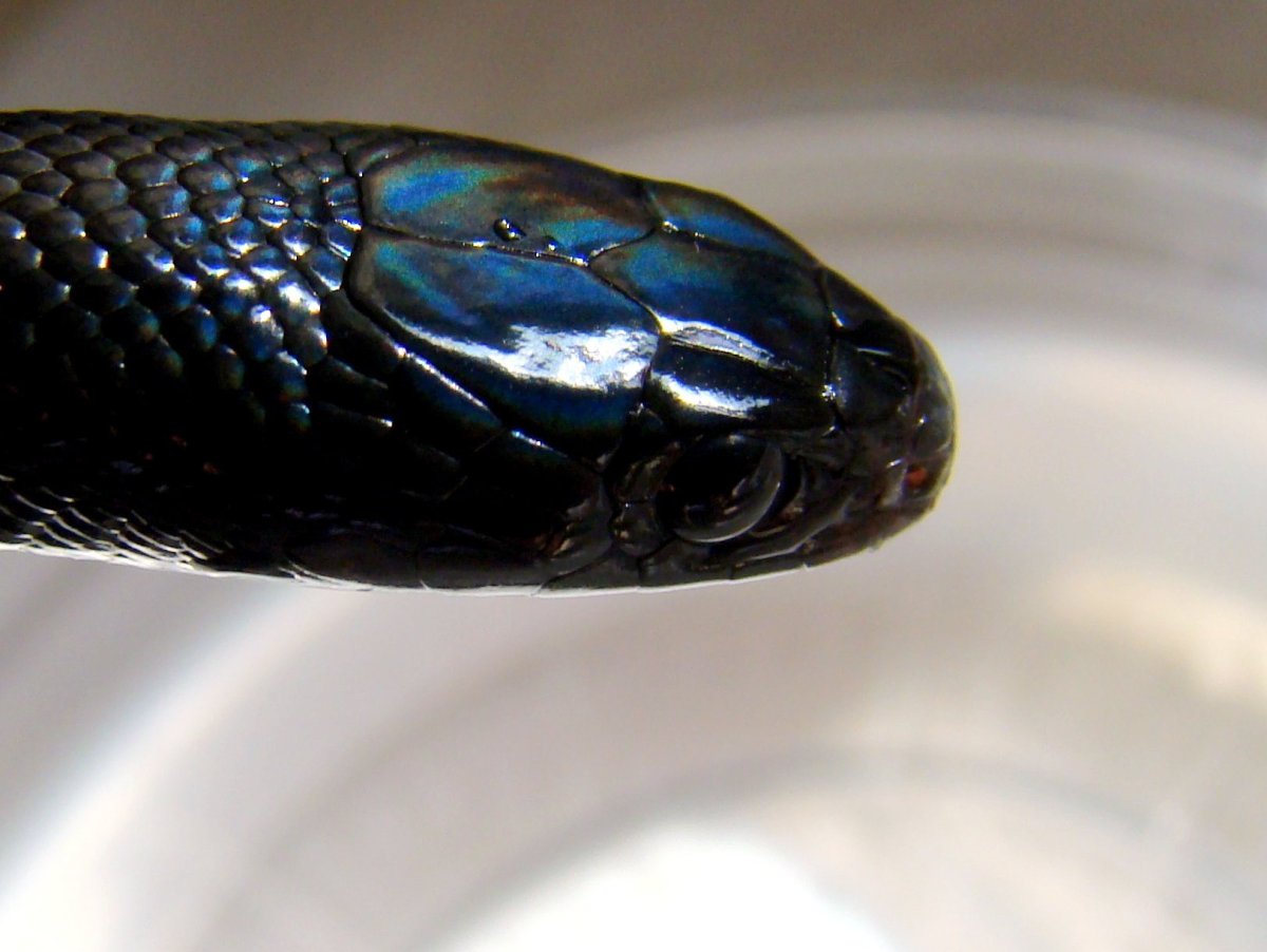 Чёрная Королевская змея нигрита