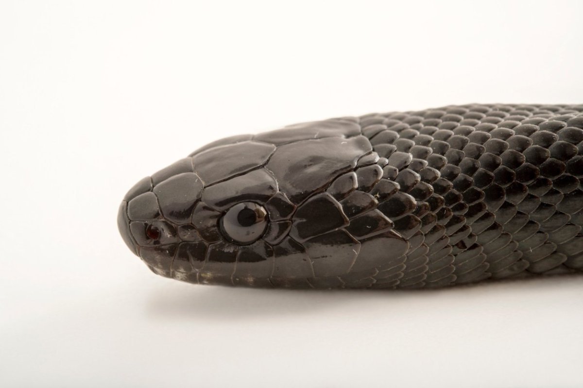 Королевская змея Негрита