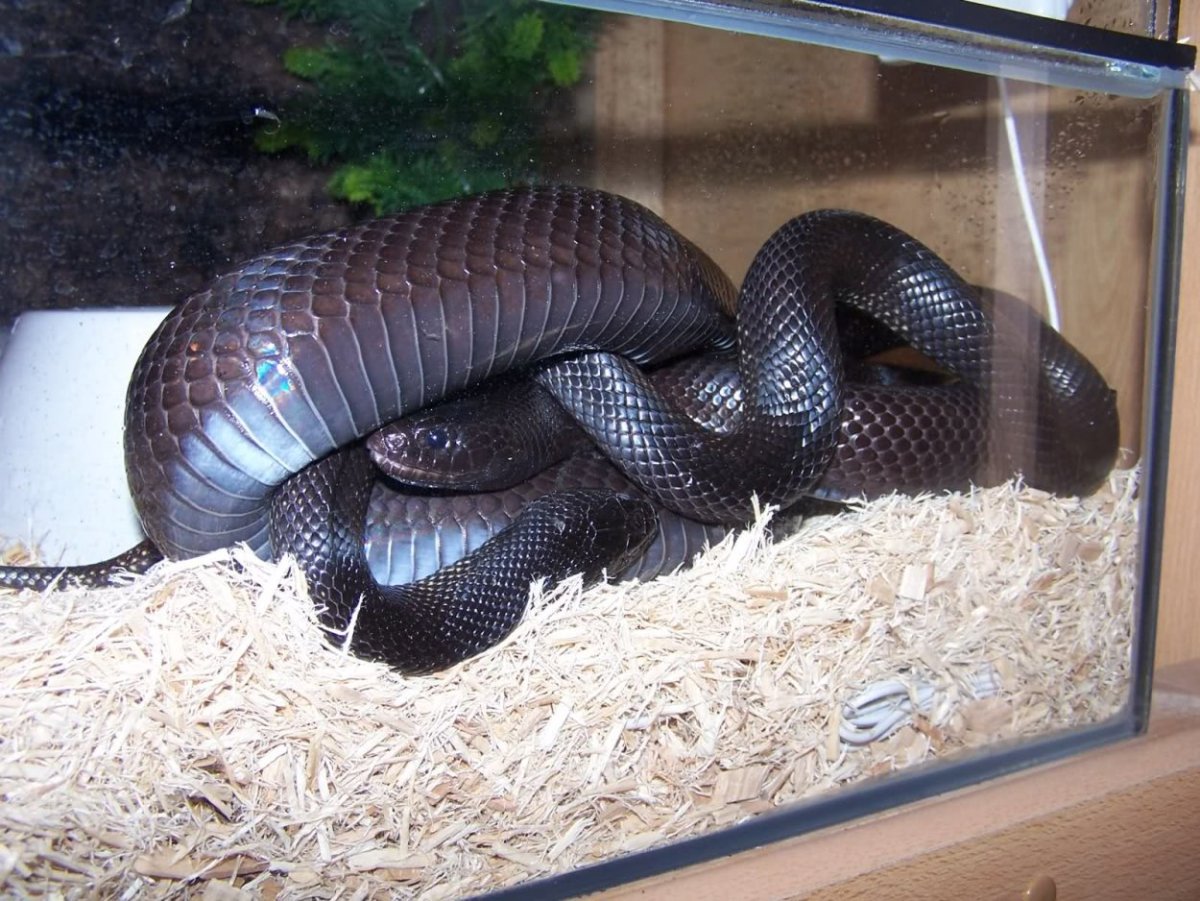 Mexican Black Kingsnake