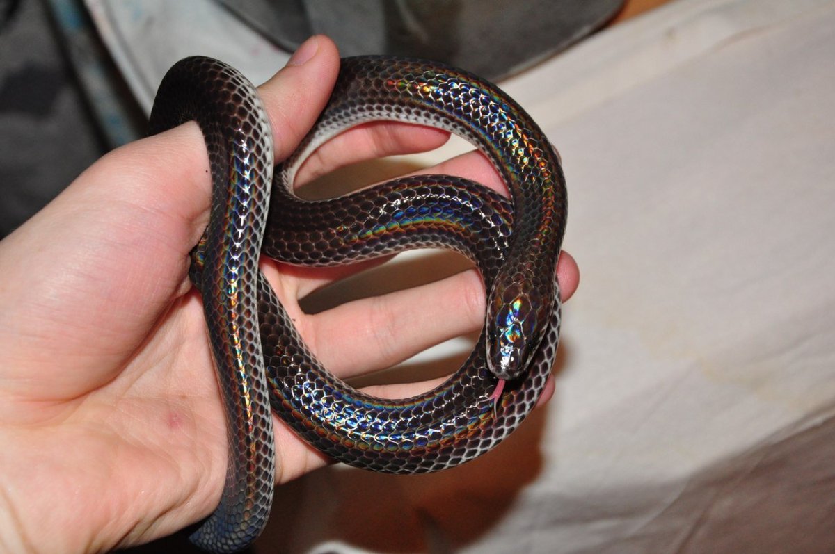 Королевская змея нигрита