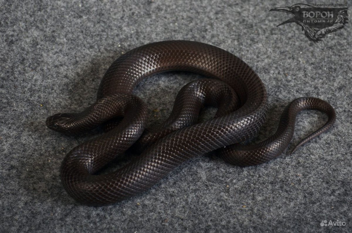 Королевская змея нигрита