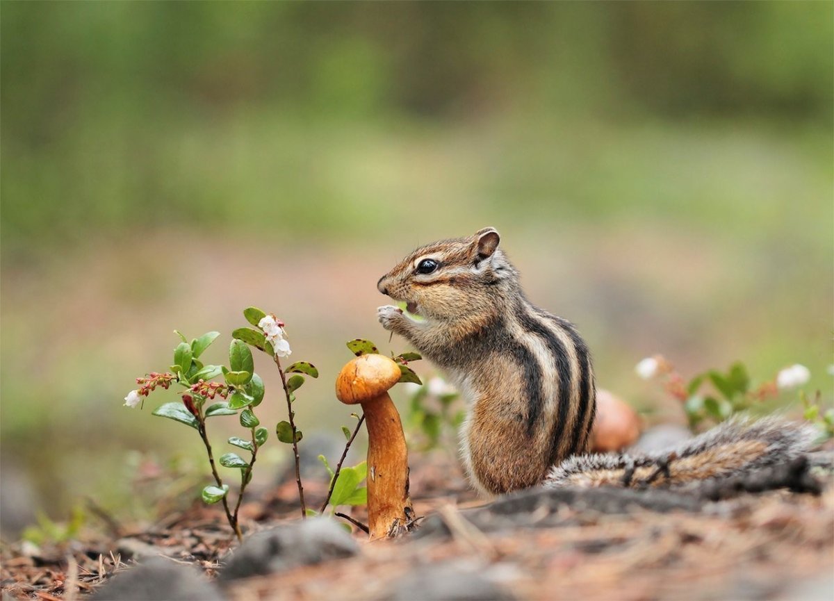 Осенний бурундук