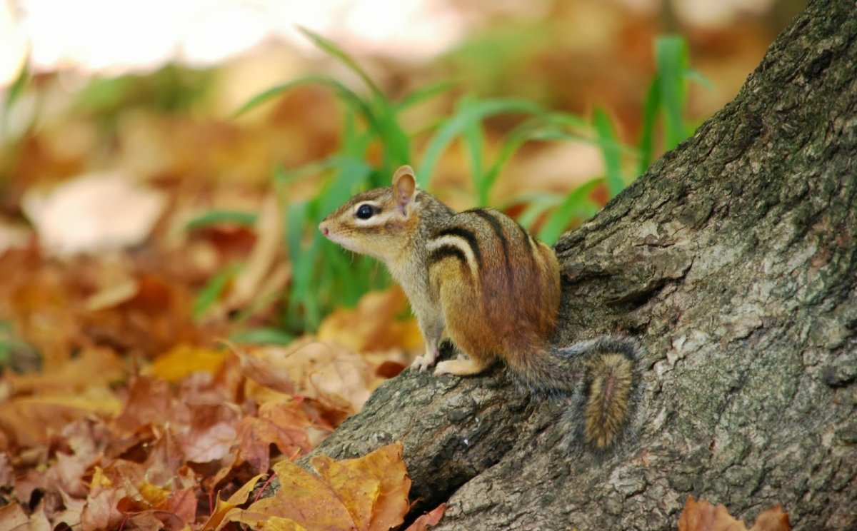 Осенний бурундук
