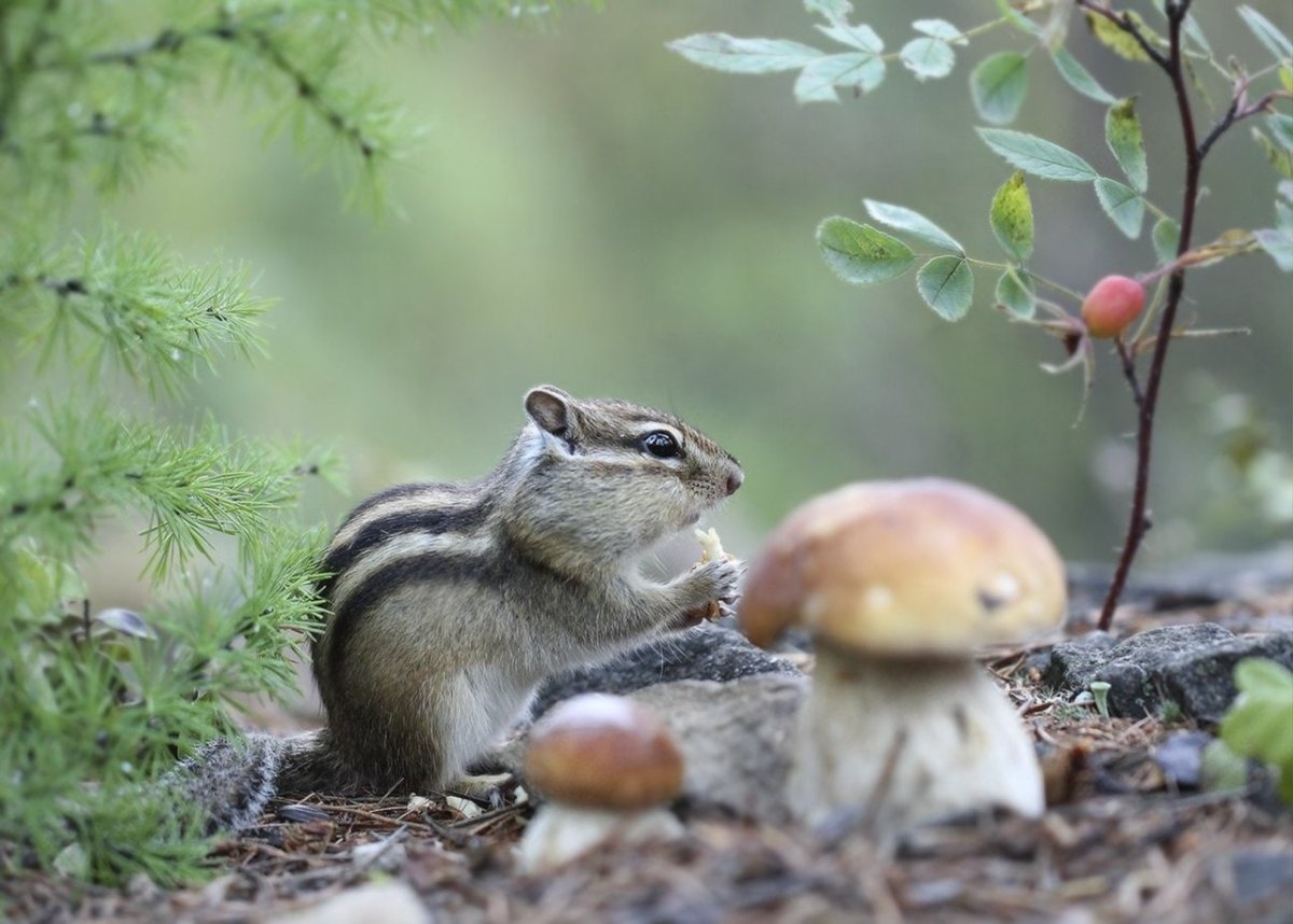 Сибирский бурундук питание