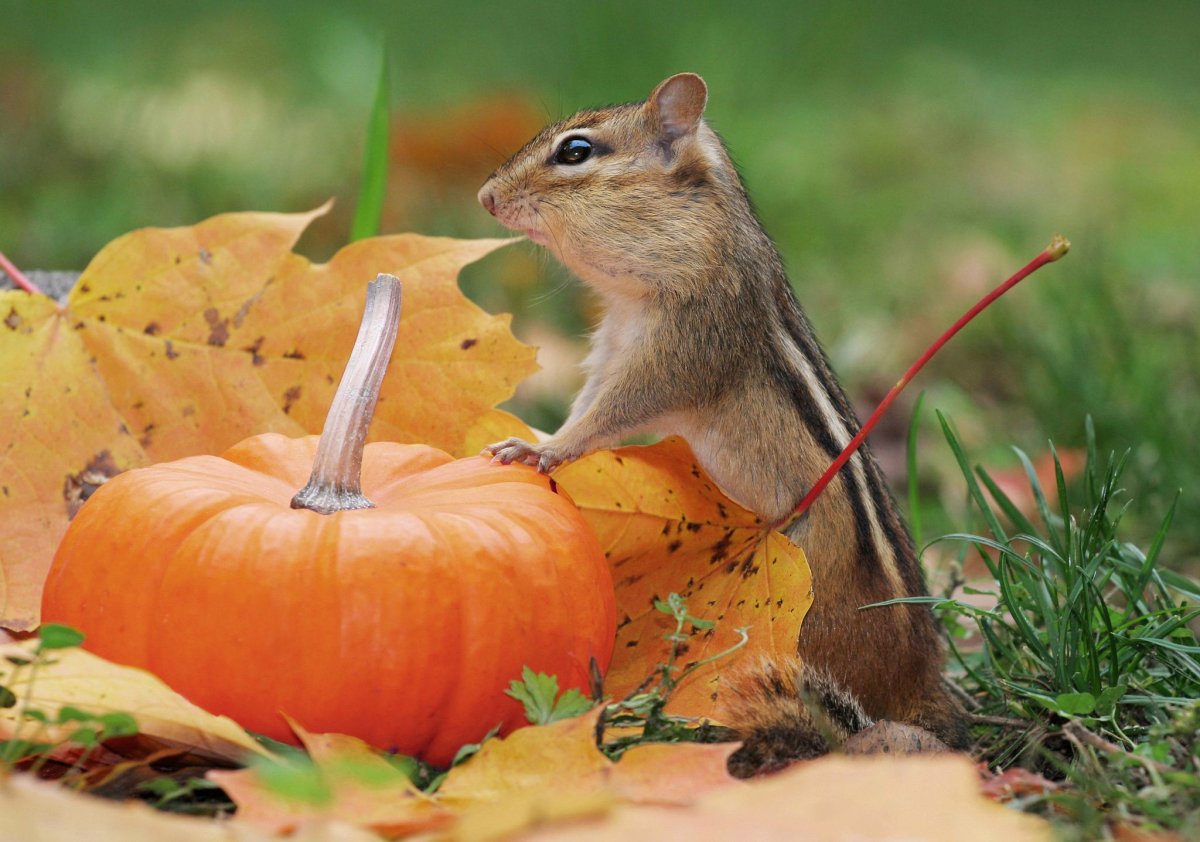 Бурундук осень