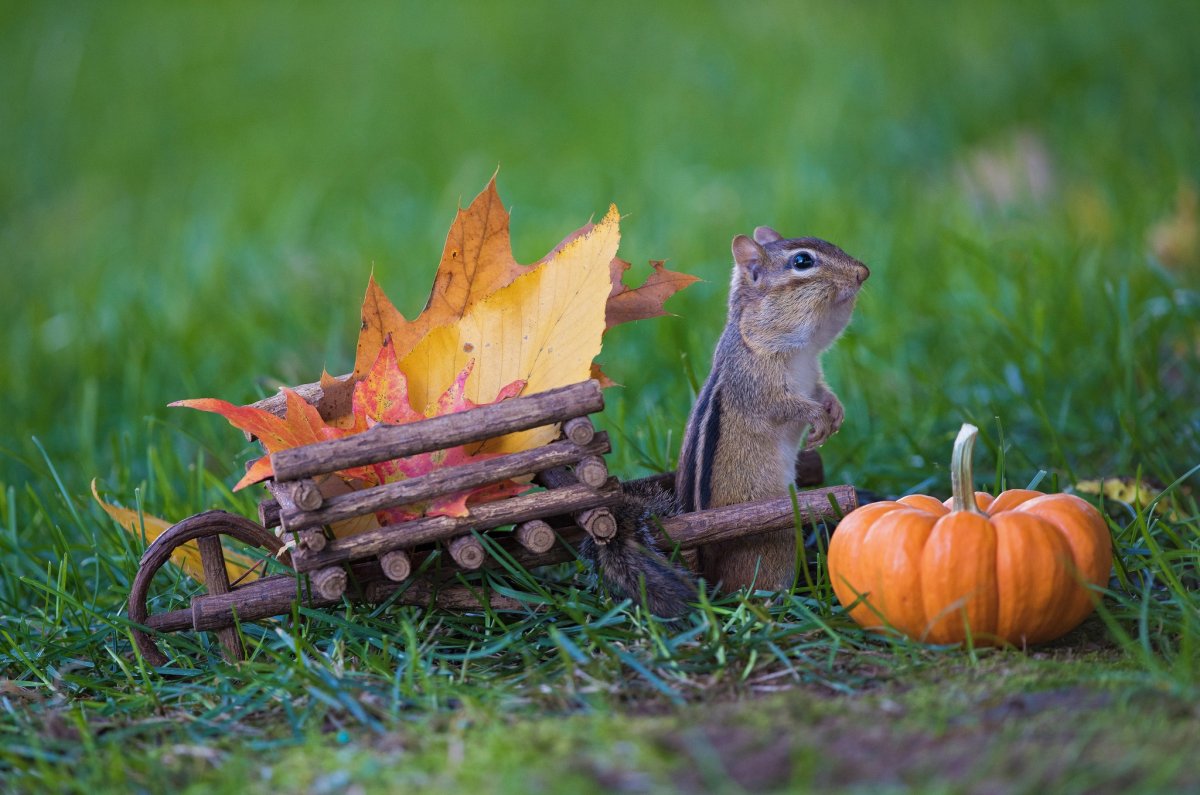 Веселая осень