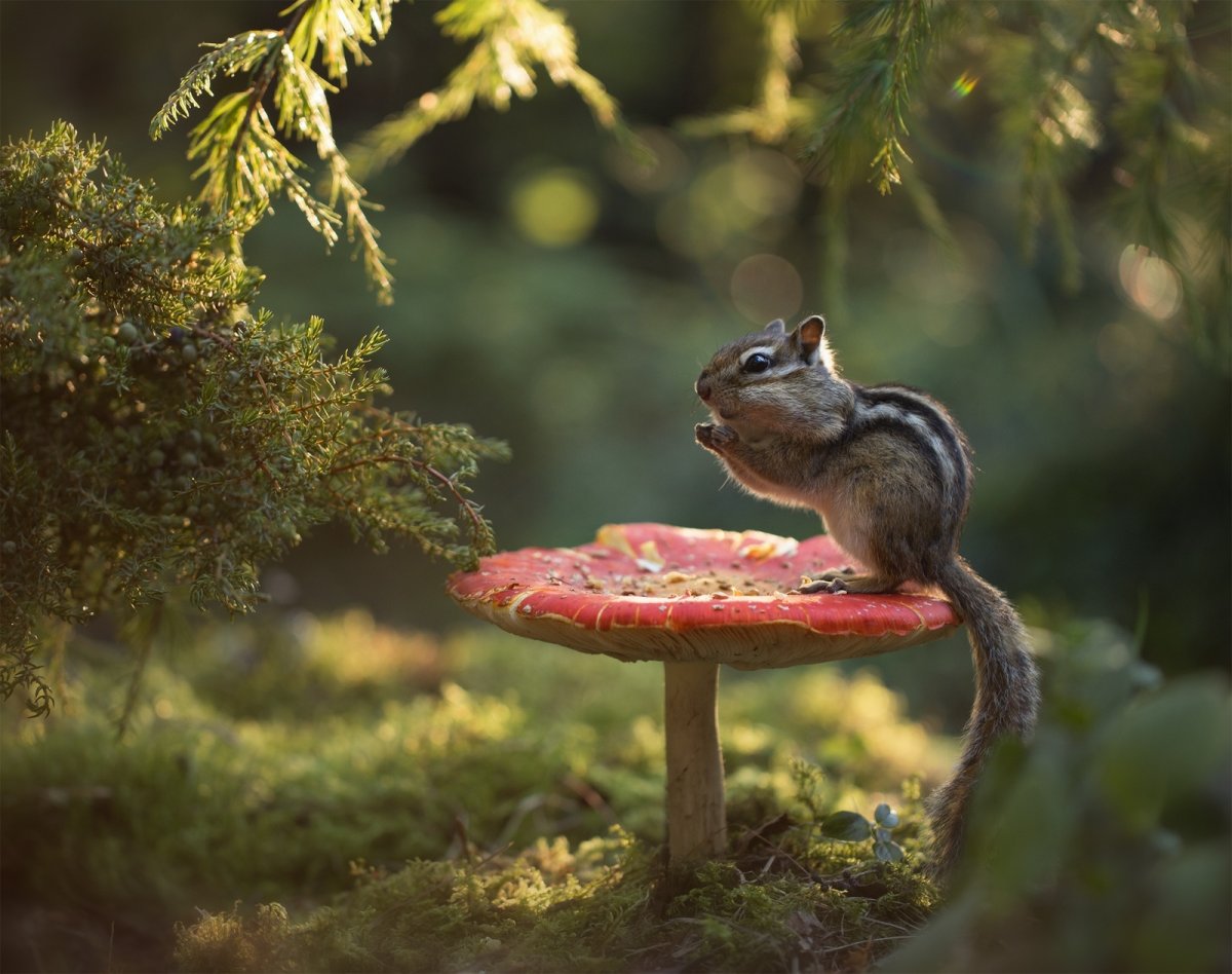 Бурундук на грибочке