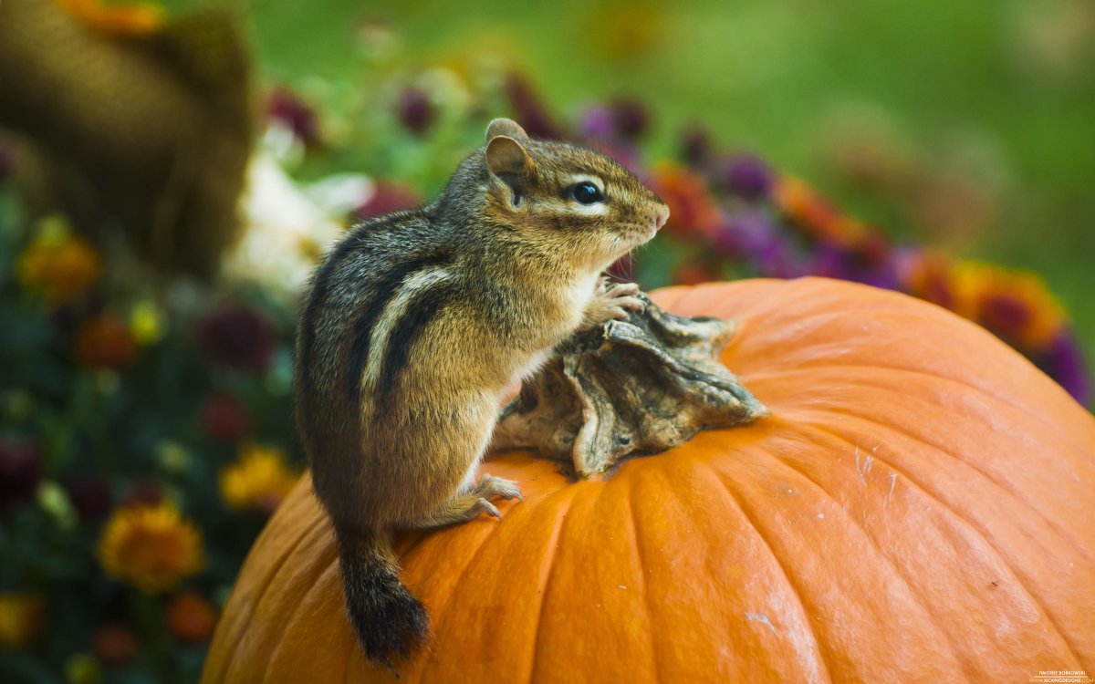 Бурундучок осенью