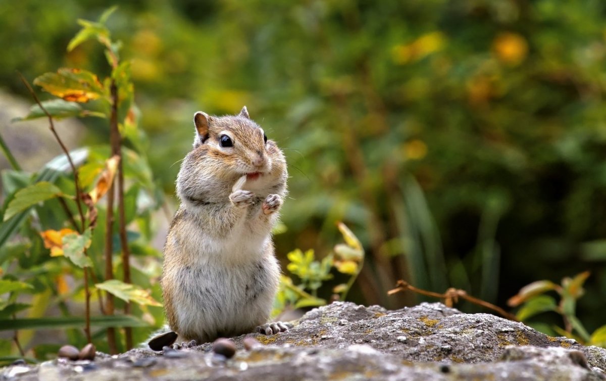 Милые бурундуки