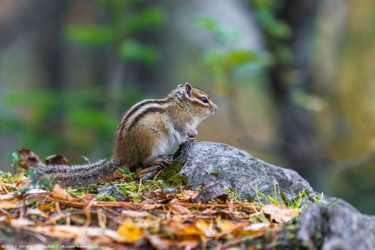 Путешествие бурундуков