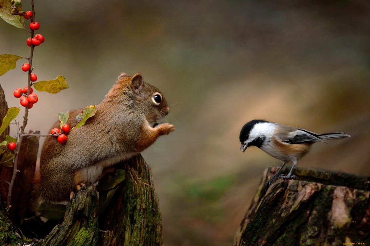 Природа животные птицы