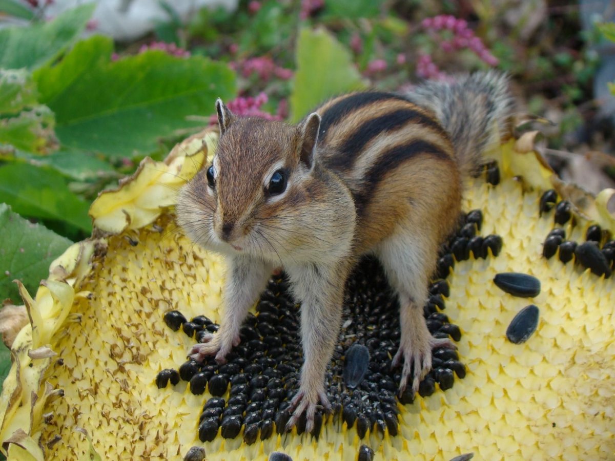 Бурундук с едой