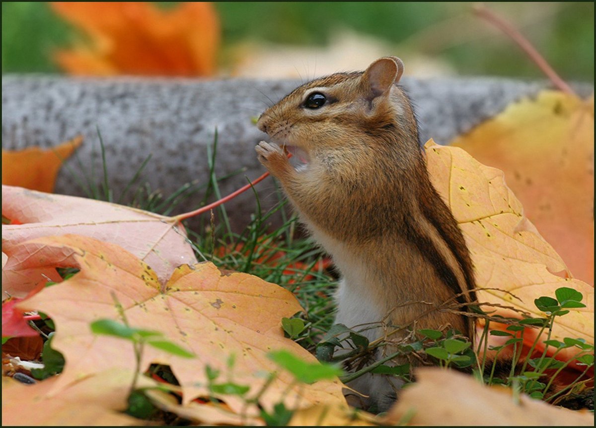 Бурундук осенью