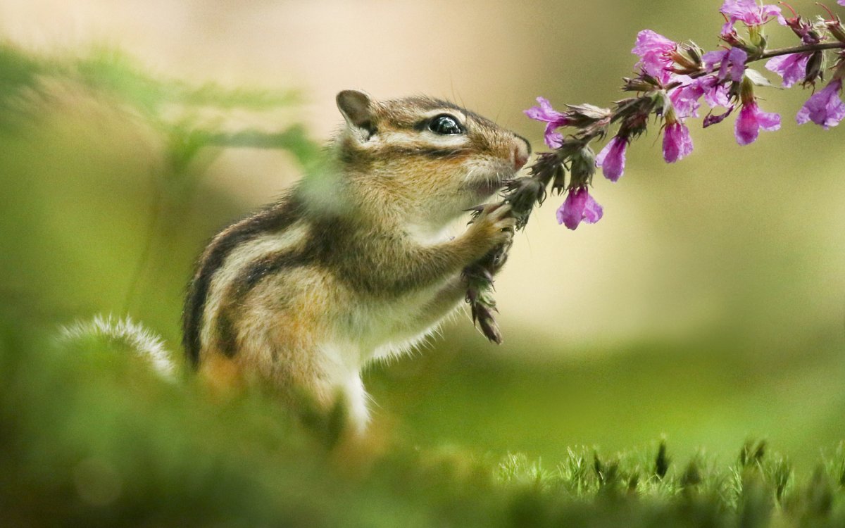 Бурундук летом