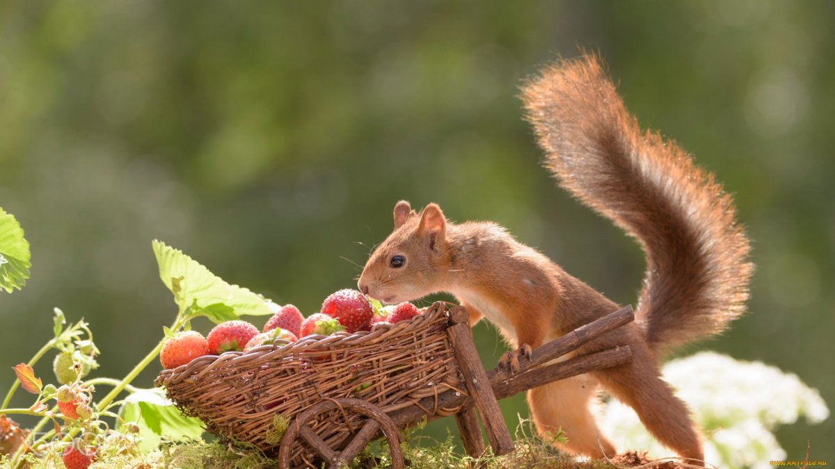 Образ жизни белки