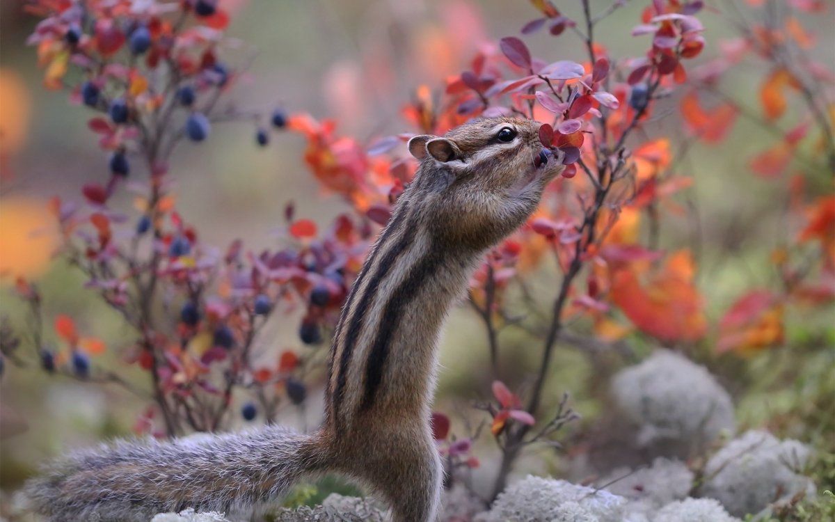 Фотограф Якутии Нерюнгри бурундук с цветами