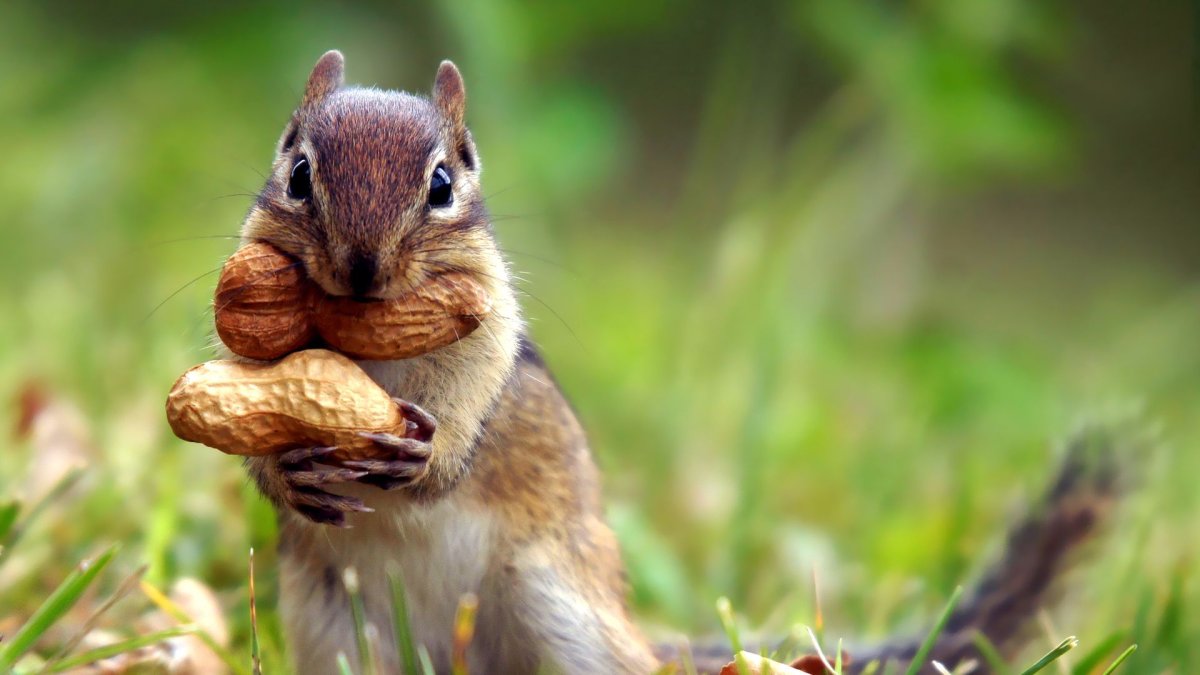 Белка с орехом