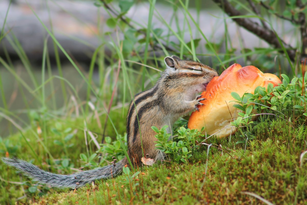 Бурундук на грибе