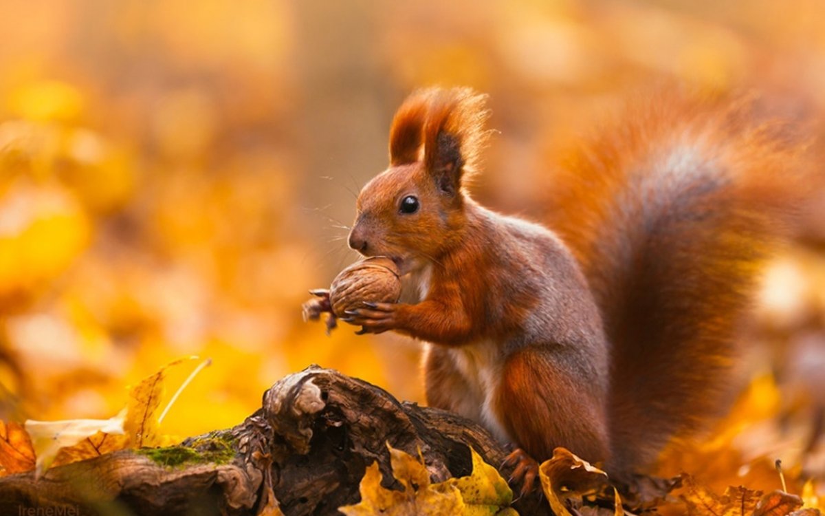 Звери осенью