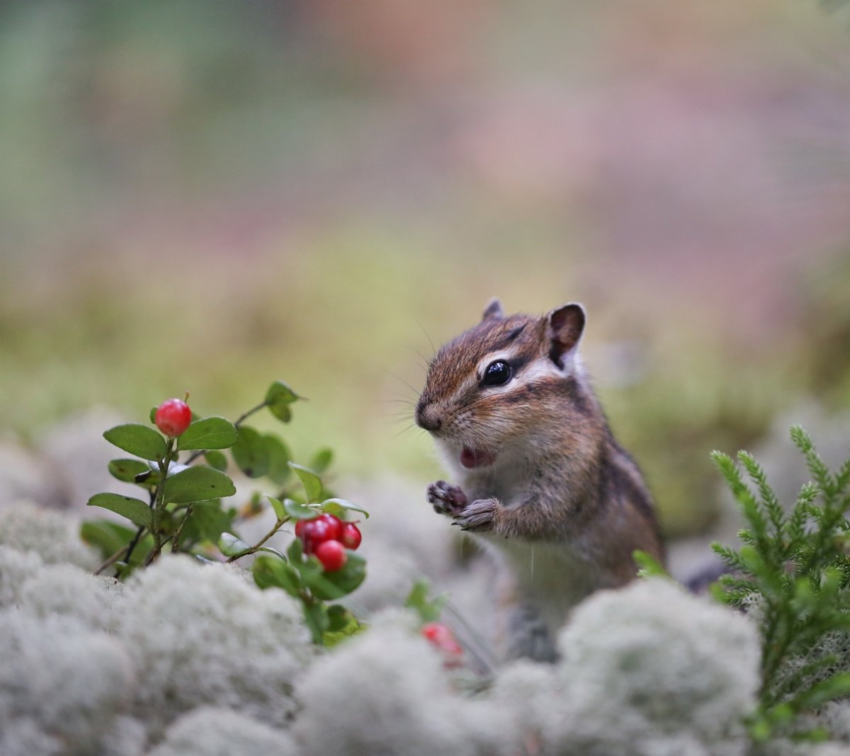 Евгения Левина бурундуки