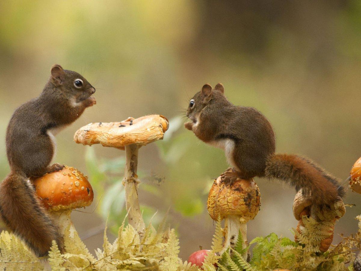 Животные осенью едят