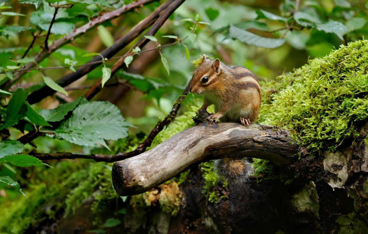 Восточно Сибирская Тайга бурундук
