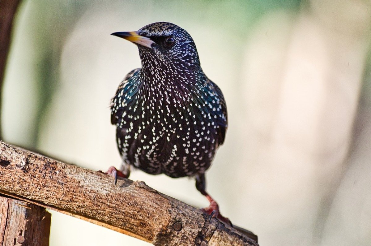 Птица в горошек