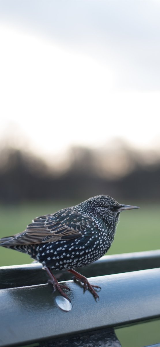 Птица черная с белыми пятнышками