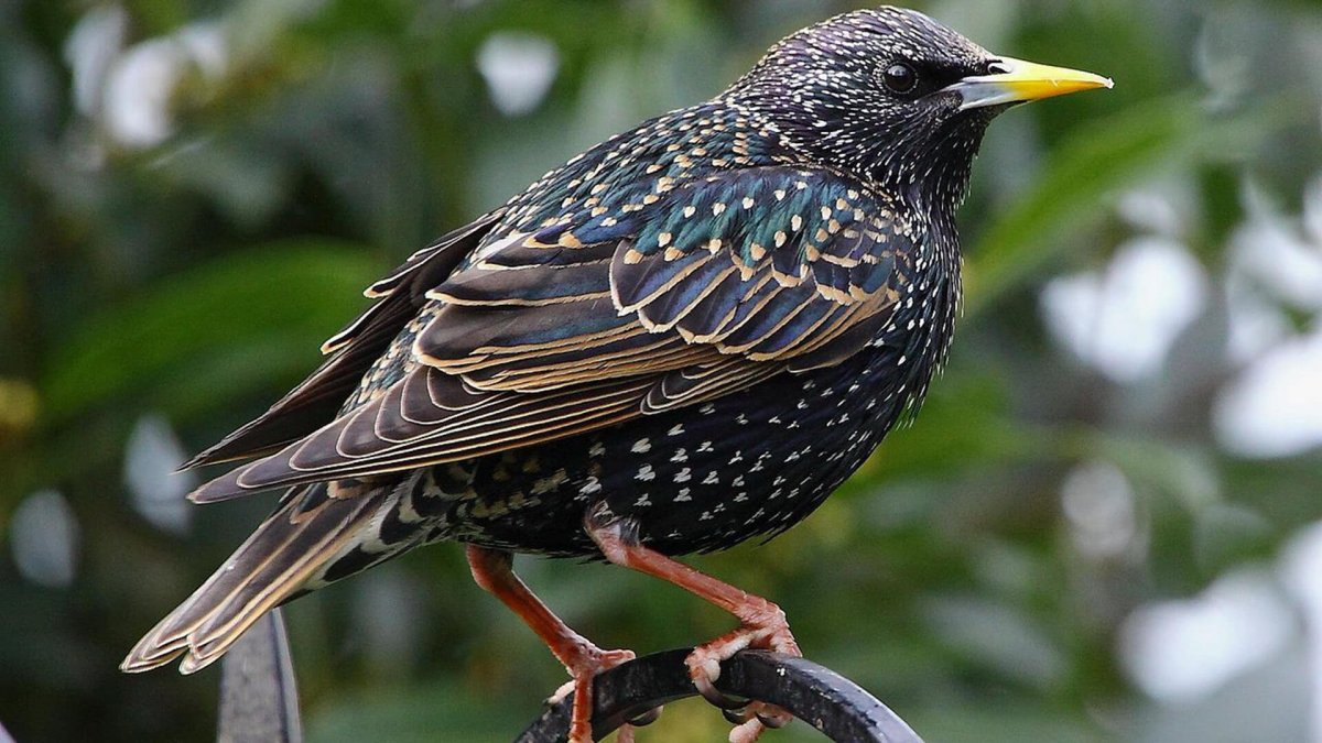 Обыкновенный скворец (Sturnus vulgaris)