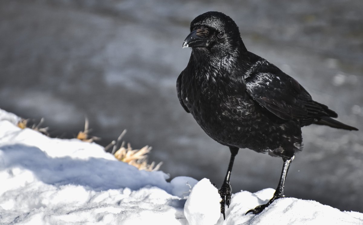 Птица черная зимой в Калининграде