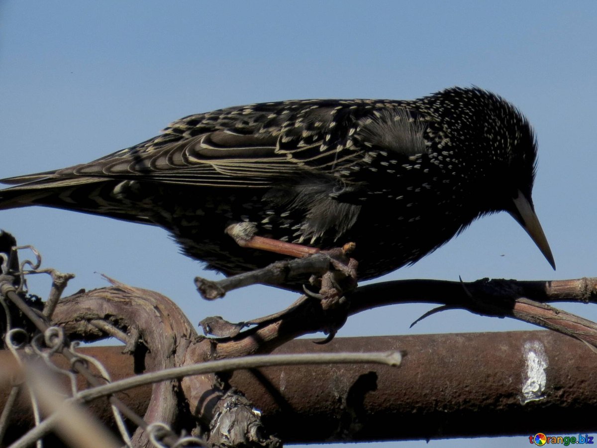 Черные птицы в Москве