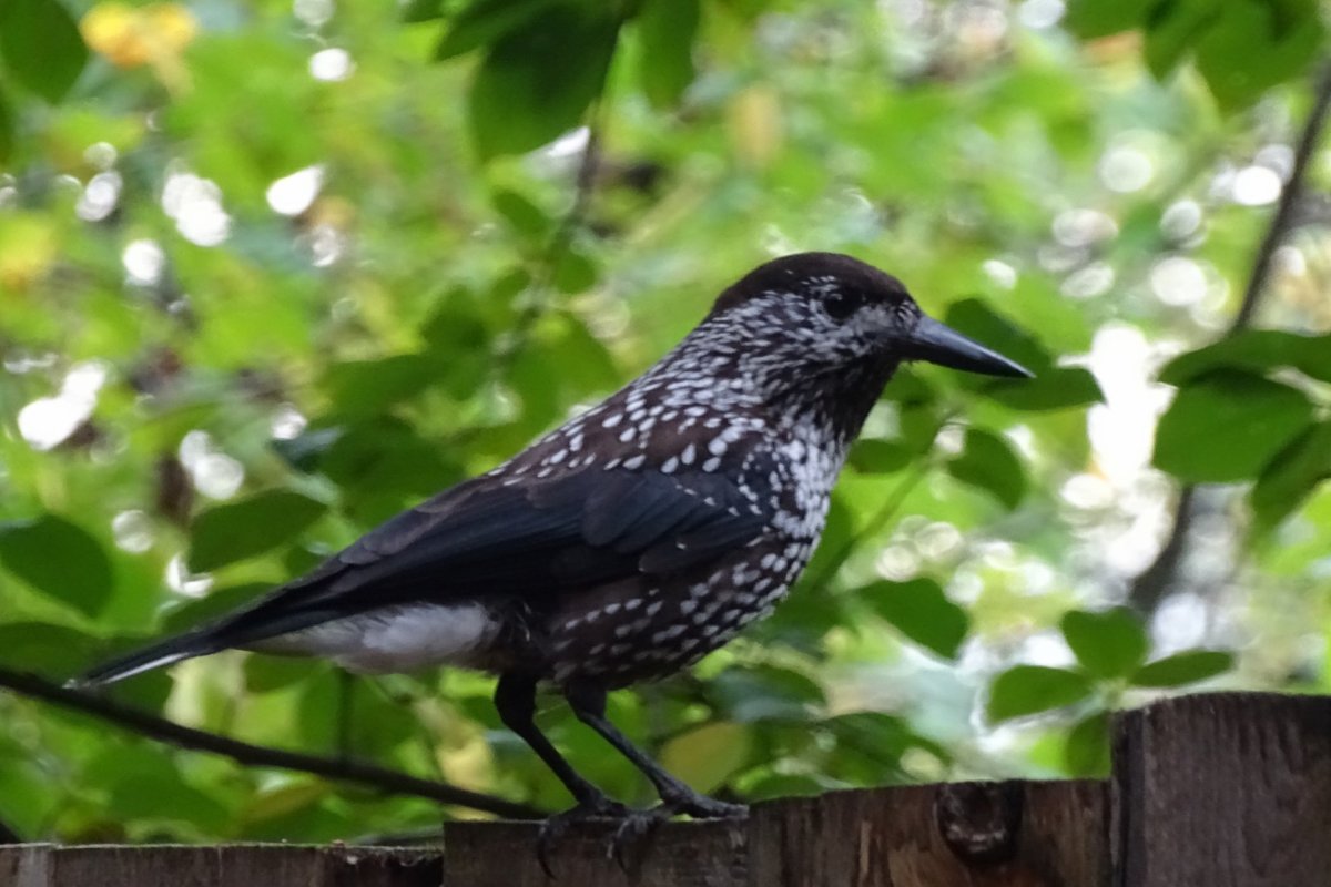 Скворец пятнистый