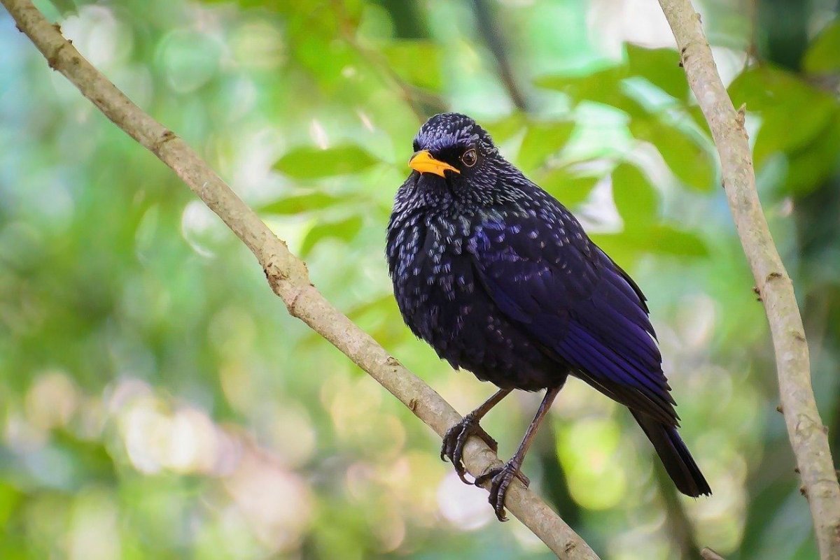 Желтоклювый Дрозд