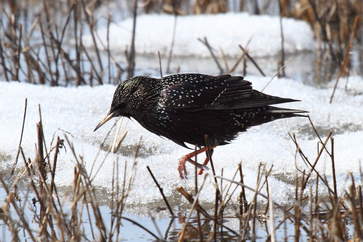 Скворец в Ростовской области
