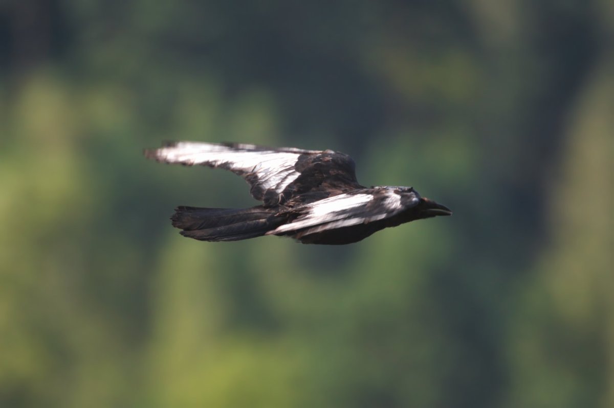 Птица с черно белыми крыльями