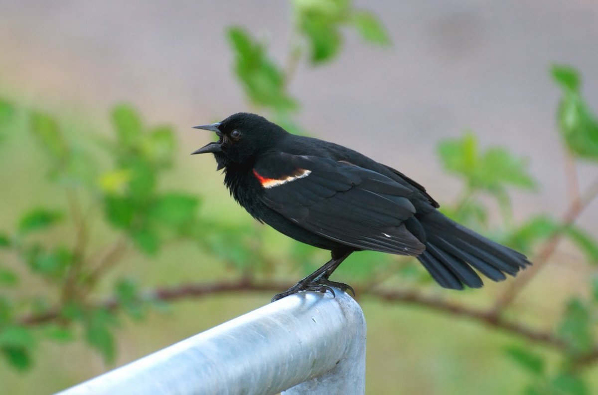 Птица с черными ногами