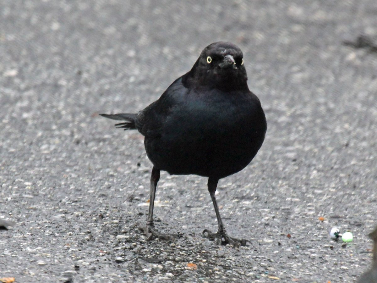 Джек Блэк птицы