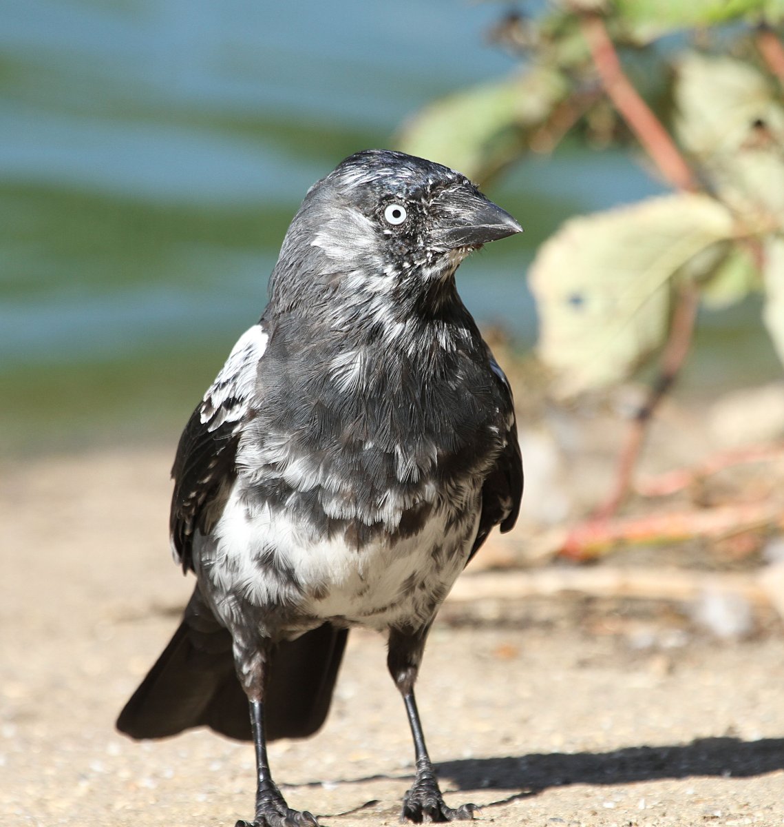 Галка с белыми пятнами