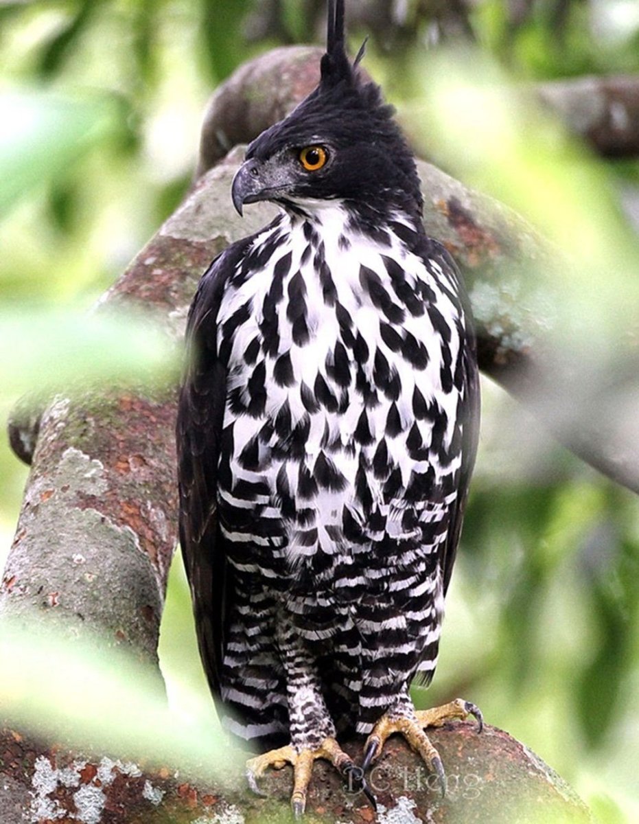 Африканский хохлатый Орел