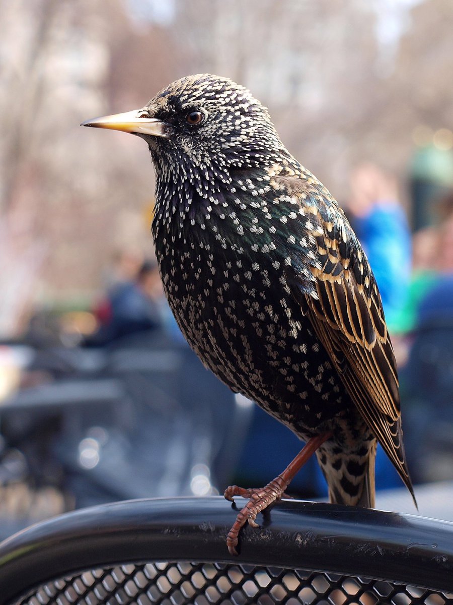 Скворец Питер птица