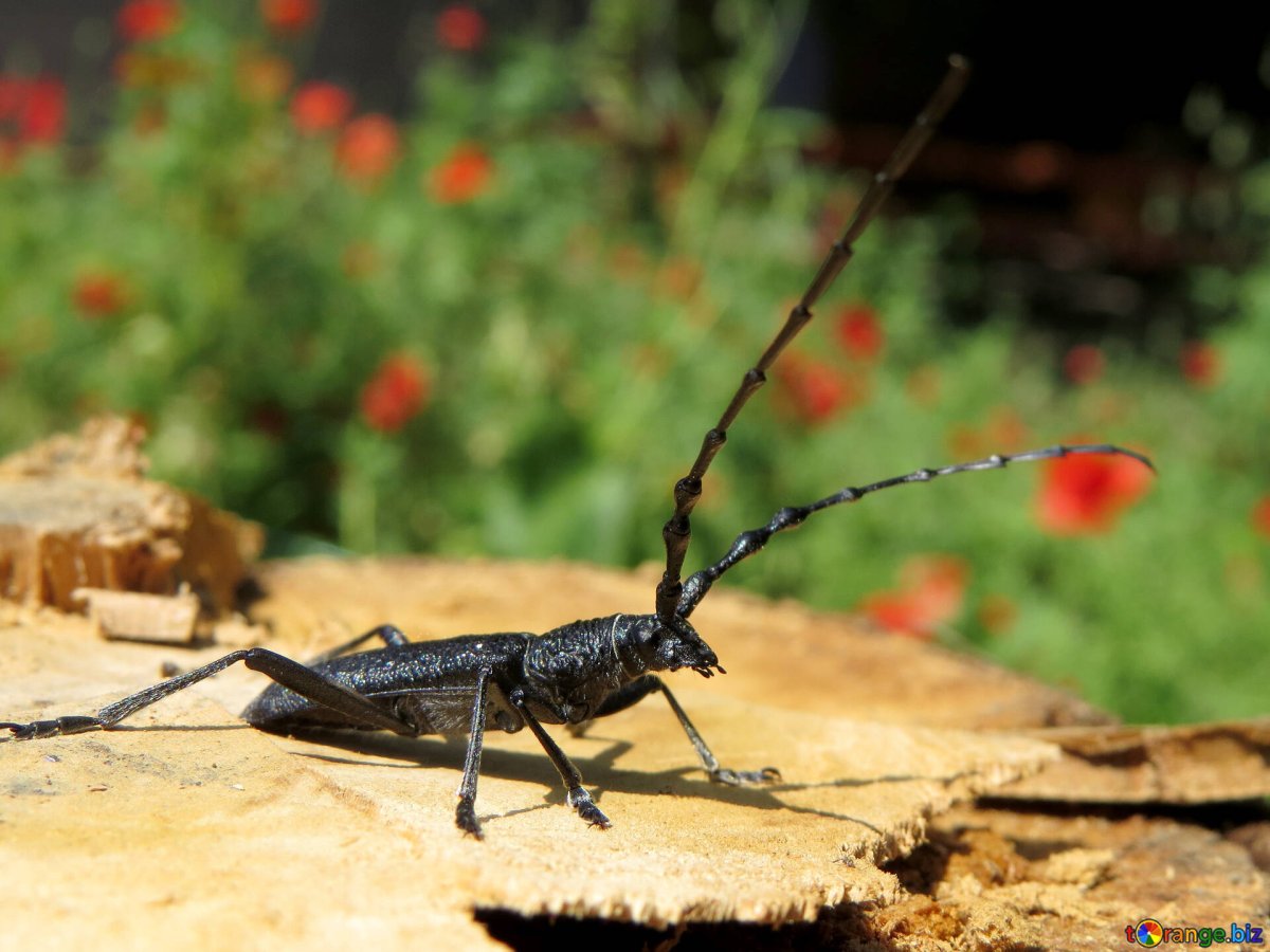 Стригун Жук Байкальский