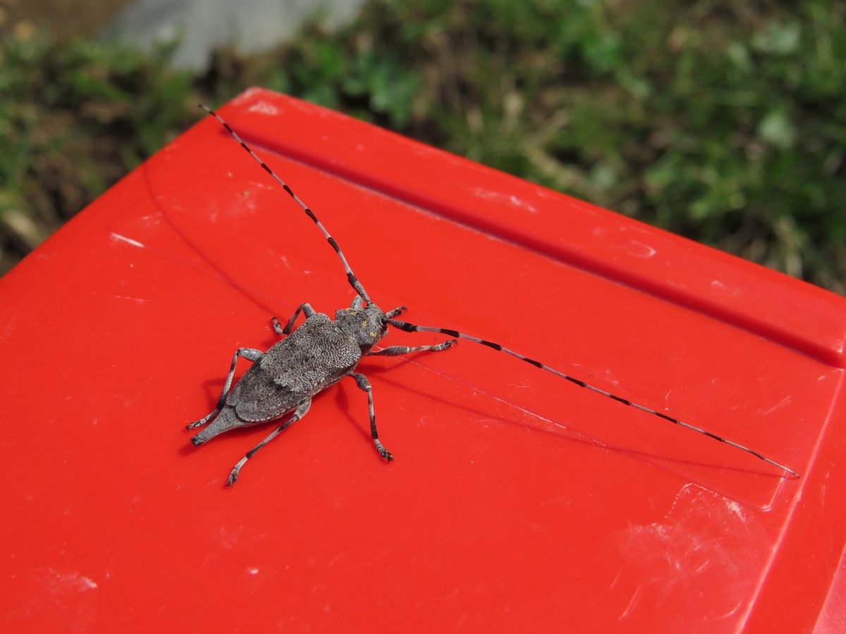 Усач в красной машине