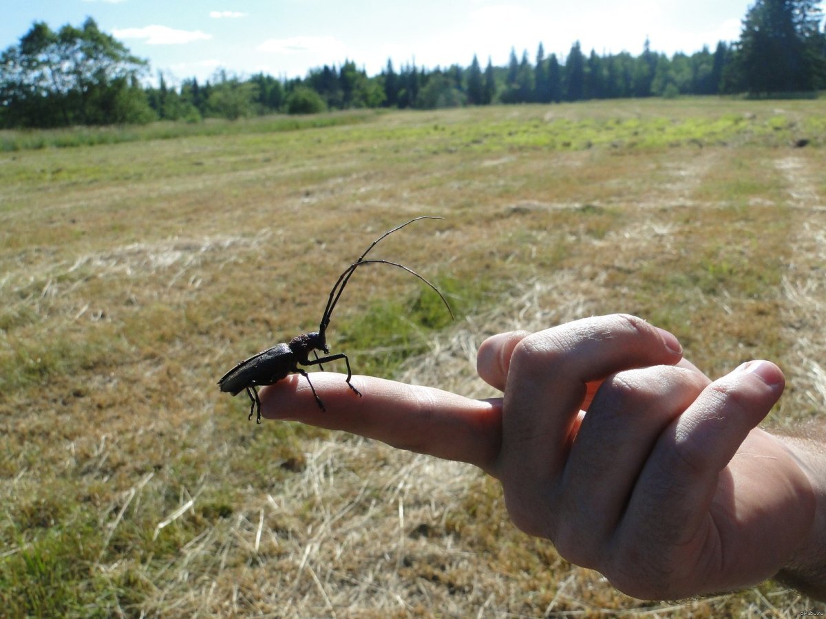 Жук Стригун усач