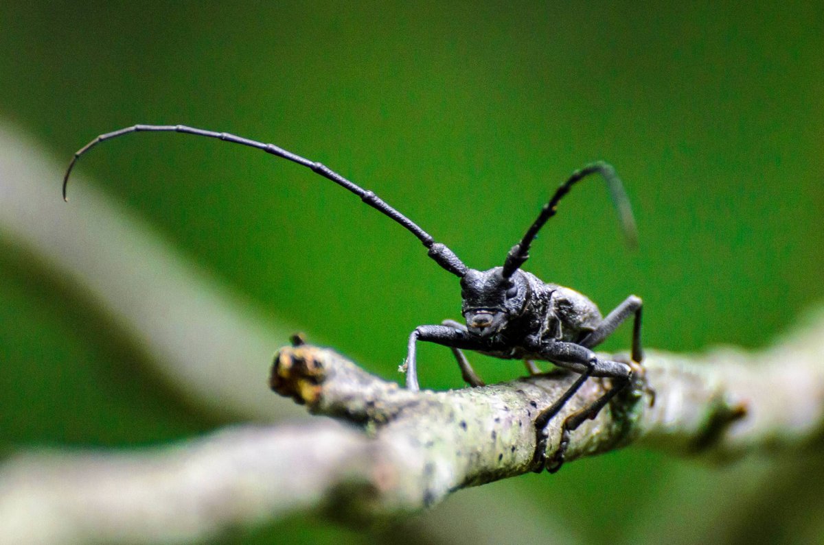 Жук усач Крымский