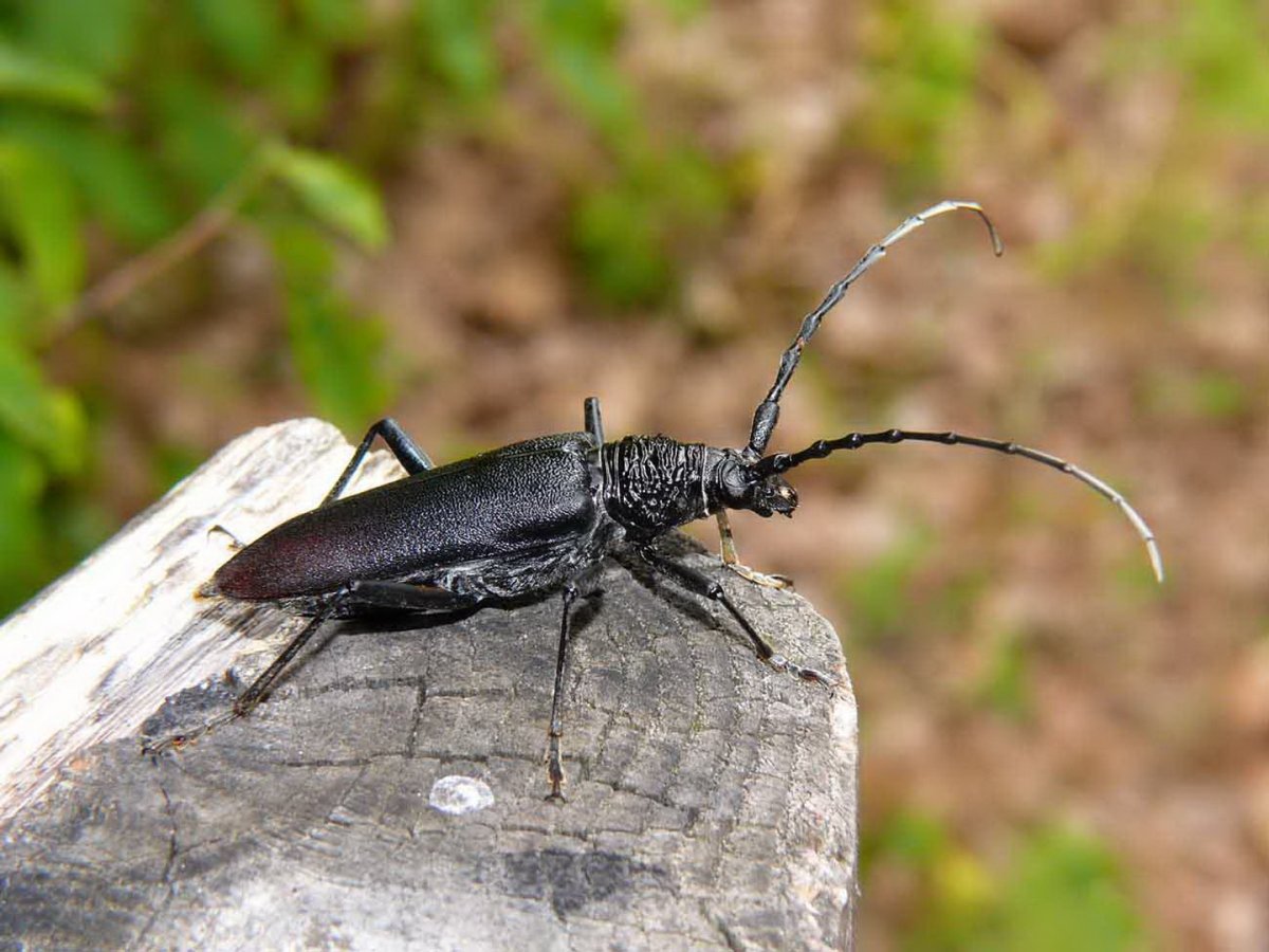 Жук короед усач