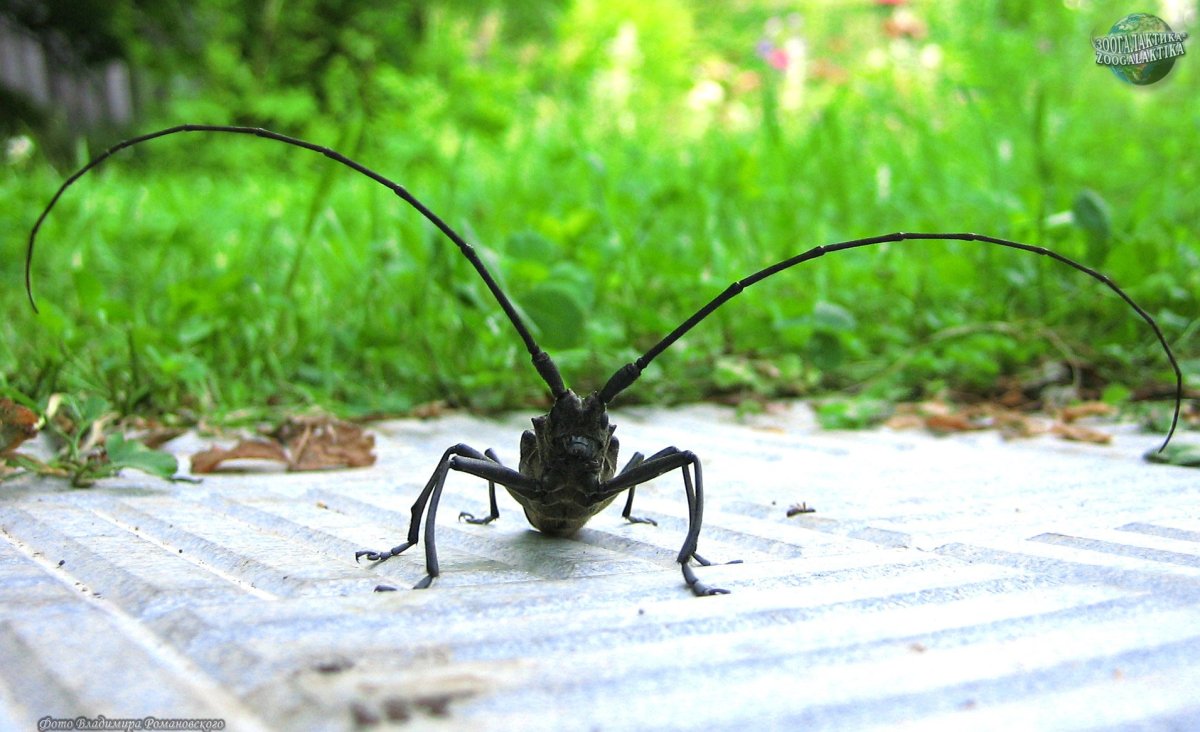 Жук усач летает